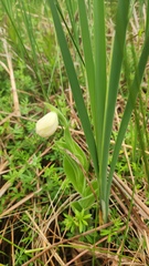 Cypripedium reginae, photograph (c) Patrick Jackson, some rights reserved (CC BY)
