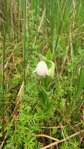 Cypripedium reginae, photograph 2