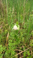 Cypripedium reginae