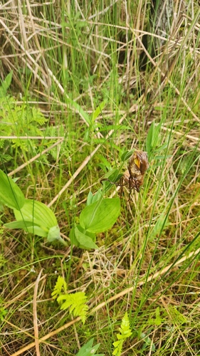 Cypripedium parviflorum, photograph 1