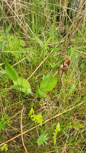 Cypripedium parviflorum, photograph 2