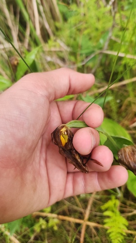 Cypripedium parviflorum, photograph 3