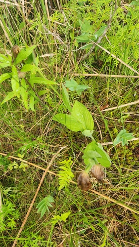 Cypripedium parviflorum, photograph 4