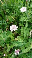 Securigera parviflora