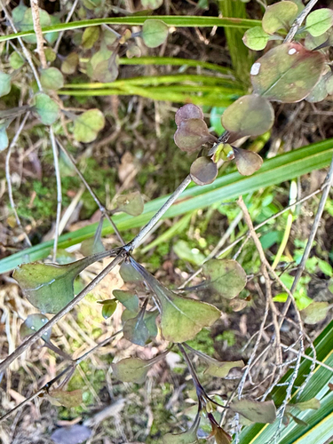 Coprosma arborea, photograph 4