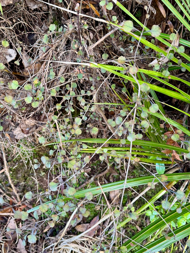 Coprosma arborea, photograph 5