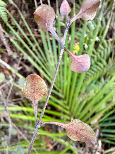 Coprosma arborea, photograph 3