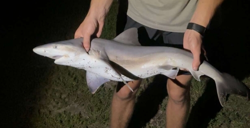 Carcharhinus plumbeus observed 2026-09-08
