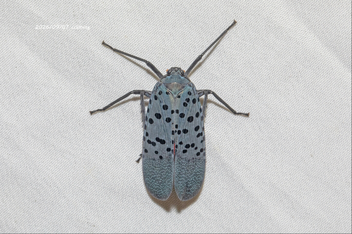 Spotted Lanternfly