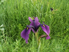 Iris ensata