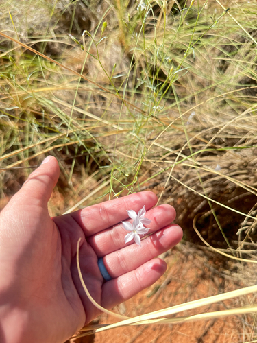 Flaxflowered Ipomopsis