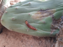 Cactoblastis cactorum