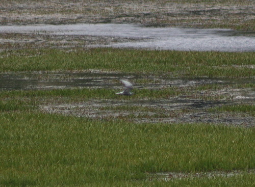 iNaturalist image