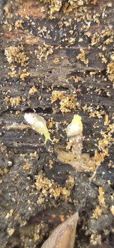 Allopeas clavulinum observed 2026-09-09