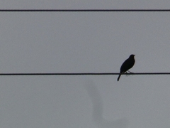 Passeriformes