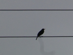 Passeriformes