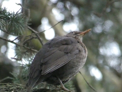 Turdus merula