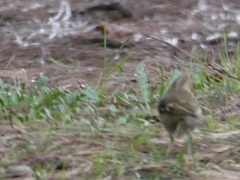 Fringilla coelebs