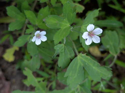 Geranium thunbergii, photograph 4