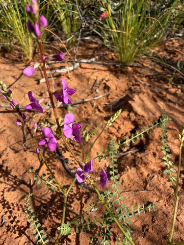 Swainsona microphylla, photograph 4