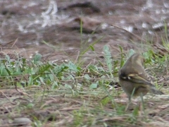 Aves