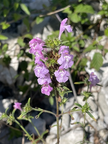 Red Hemp-nettle