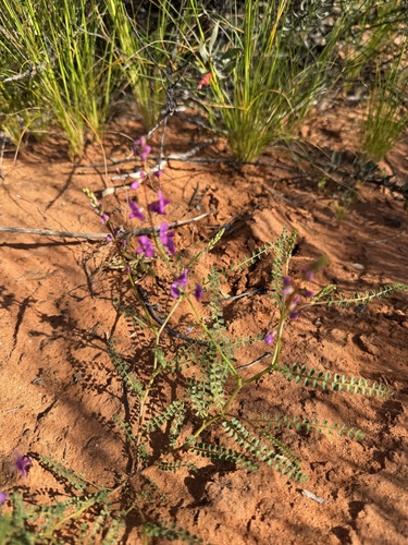 Swainsona microphylla, photograph 5