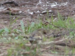 Aves