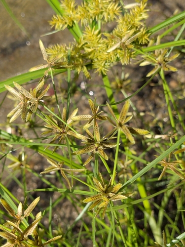 Cyperus flavescens, photograph 3