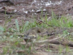 Aves