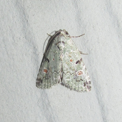 Maliattha concinnimacula