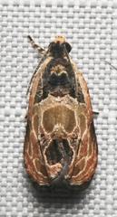 Olethreutes griseoalbana