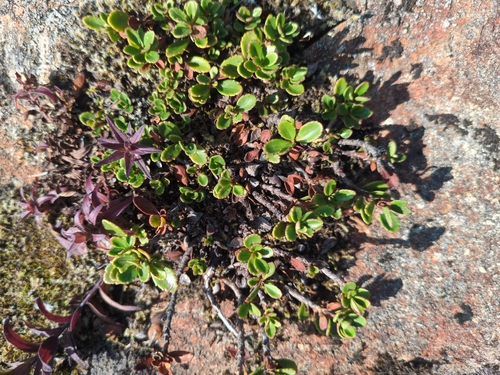 Penstemon davidsonii, photograph 2