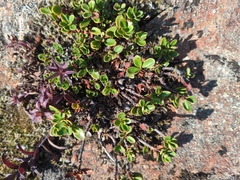 Penstemon davidsonii, photograph (c) Steven Bodzin, some rights reserved (CC BY)