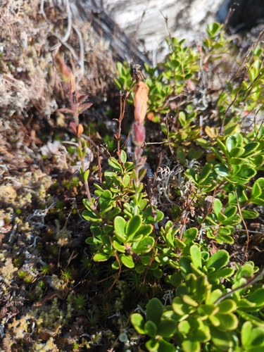 Penstemon davidsonii, photograph 3