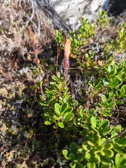 Penstemon davidsonii, photograph (c) Steven Bodzin, some rights reserved (CC BY)