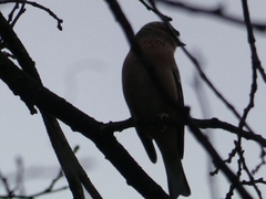 Fringilla coelebs