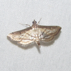 Marasmia