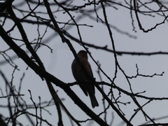 Fringilla coelebs