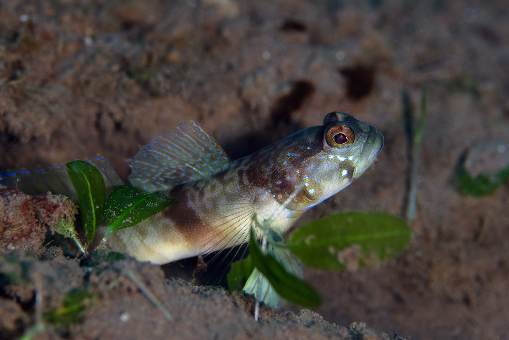 Masui's Shrimpgoby