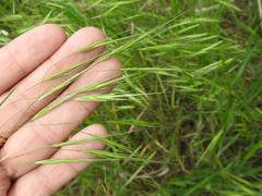 Bromus rigidus