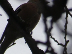 Fringilla coelebs