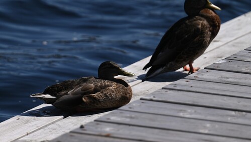 Mallard