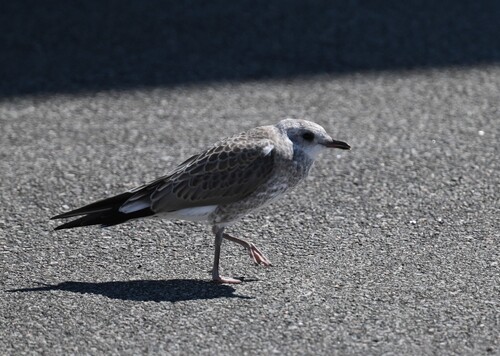 Common Gull