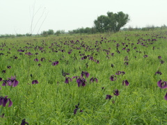 Iris ensata