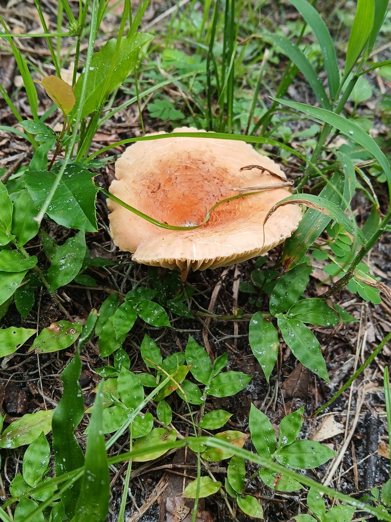 hygrophorus milkcap · September 2026 · photo: Photo: (c) xanderferret, some rights reserved (CC BY) · iNaturalist