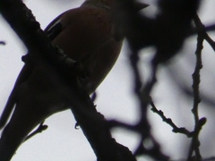Fringilla coelebs