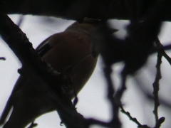 Fringilla coelebs