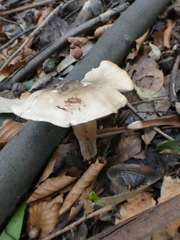 Fungi