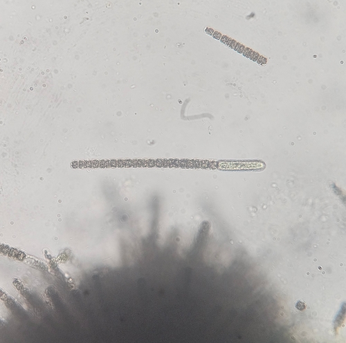 Gloeotrichia echinulata, 2026-09-08